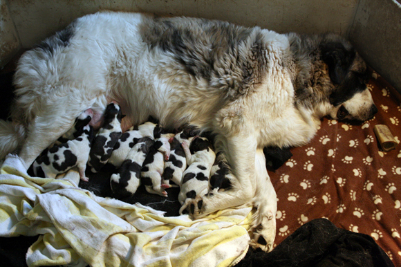 pryenean mastiff newborn puppies