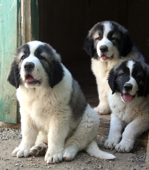 Pyrenean Mastiff Puppies